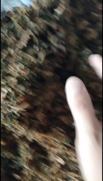 瑞安市梅菜干   芥菜干   好的   一般的   都有  喊姐