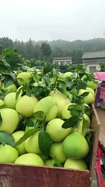绵阳三红蜜柚皮薄水分足，果肉红，味道甜，卖相好