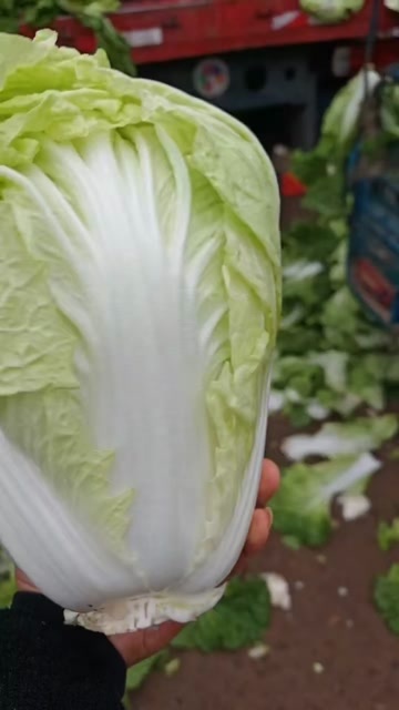通许县夏阳白大量供应供应商超对接  量大从优