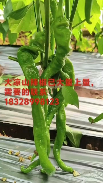 西昌市鲜螺丝椒，树椒