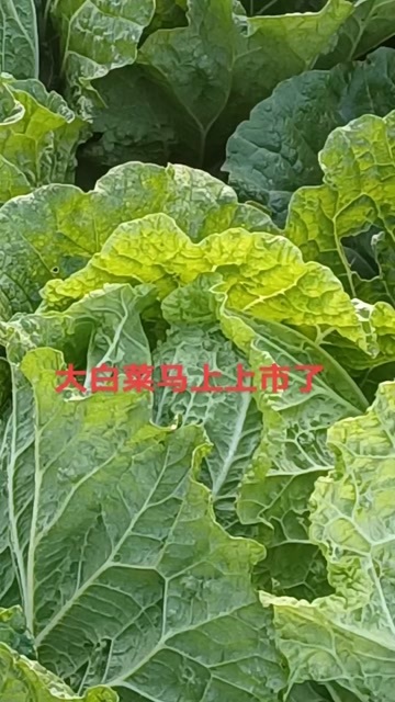 惠民县白菜