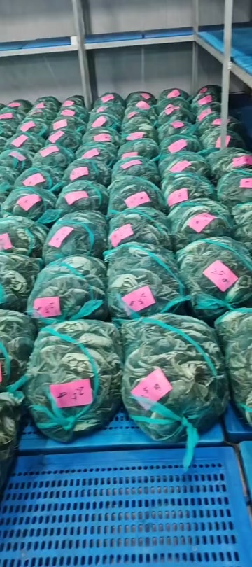 现货江苏大闸蟹母蟹螃蟹供酒店、零售店、自助餐饭店、每天报价