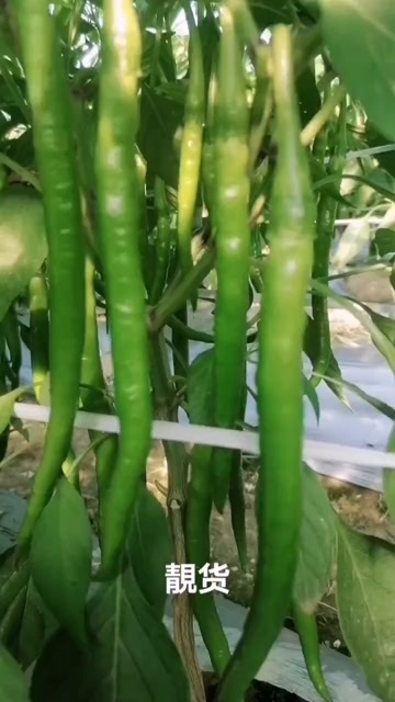 北京线椒
