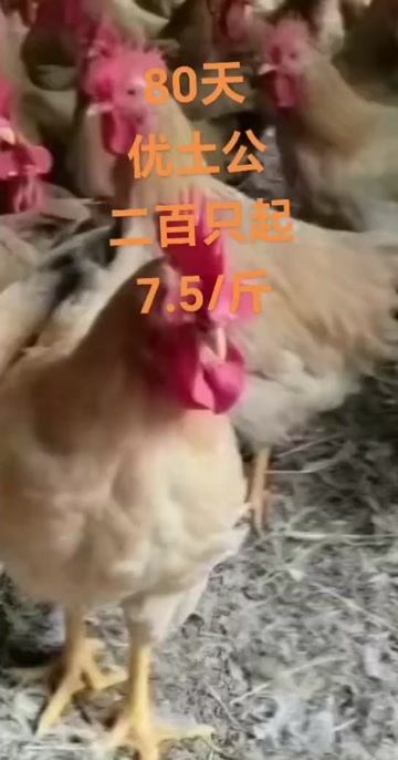 土二公鸡80天均重5斤多