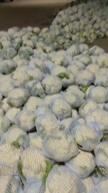 昌黎县菜花