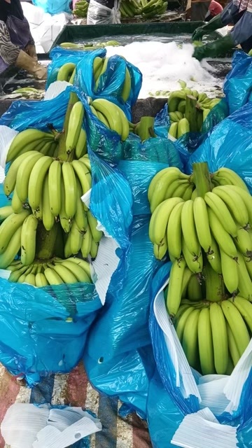 雷州市精品基地蕉！精品好货！