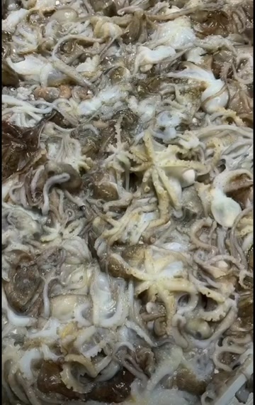 唐山渤海湾短腿八爪鱼  保鲜保质不保活  八爪近距离应该还能活着