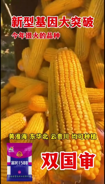 双国审矮秆大穗优质玉米种子产量高抗病抗倒耐旱苞谷种子批发包邮
