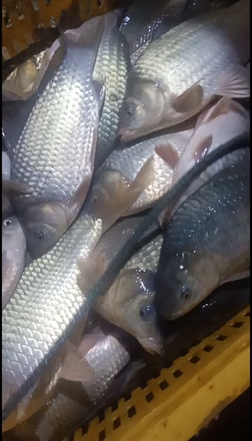 湘阴县鲫鱼，湘鲫