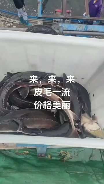 鲟鱼