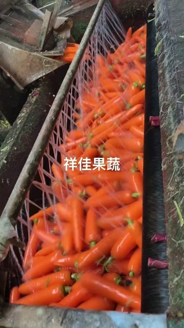 寿光市山东寿光精品胡萝卜