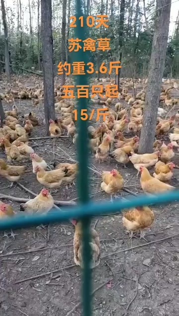 南京苏禽草土鸡均重3斤6两210天