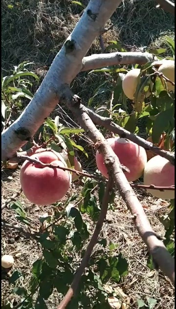 日照蜜桃，映霜红特点：大，硬，甜
