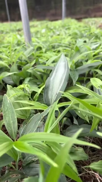 峨边县多花黄精 姜形不倒苗 黄精种苗，价格优惠，枝叶茂盛，成活率高