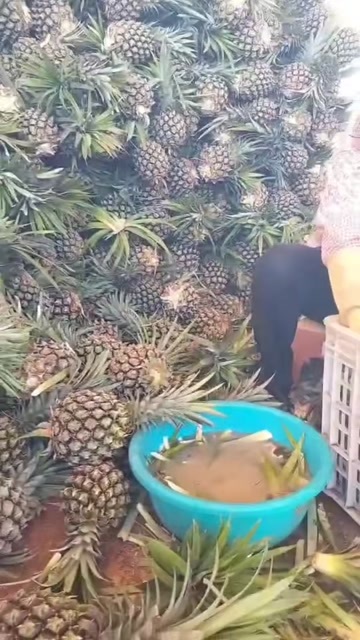 雷州市精品一斤半起的香水菠萝