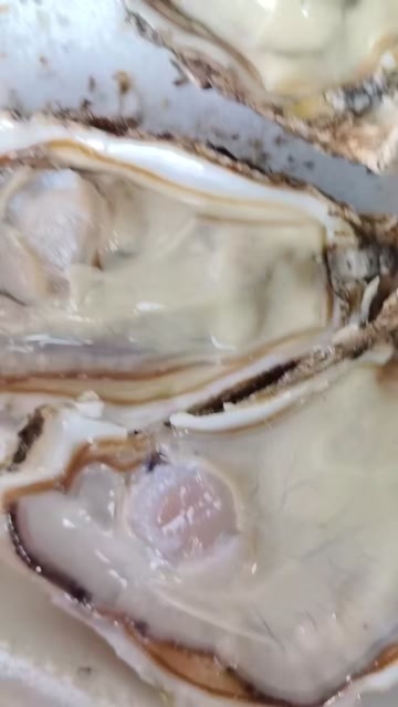 佛山乳山生蚝批发豆豆到6+: 63斤一箱（蚝加泡沫箱）