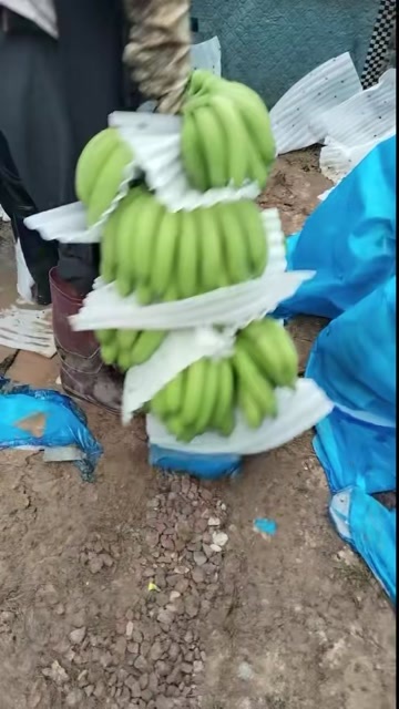 雷州市精品抹花垫把香蕉