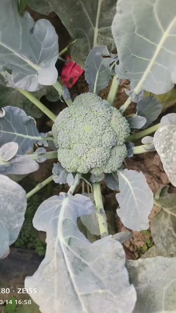 临邑县耐寒优秀西兰花