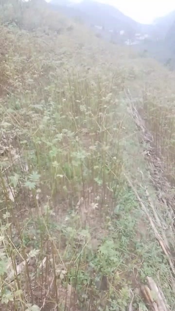 六盘水黄柏苗木