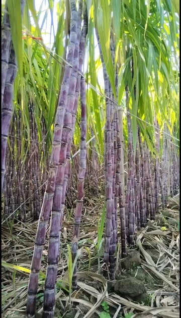 潜江市湖北潜江黑皮甘蔗