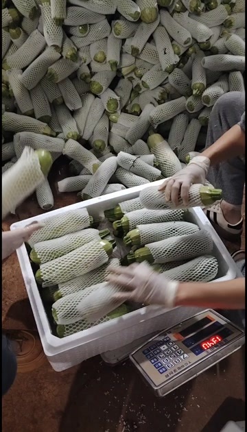 弥勒市云南精品西葫芦   各种包装各种规格