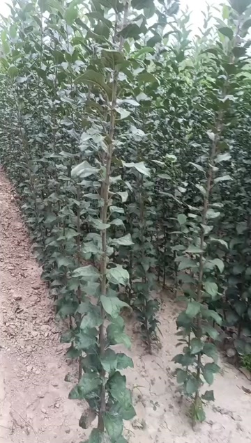 苹果树苗