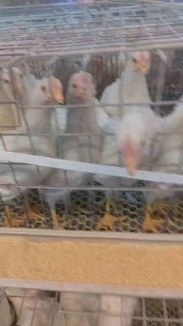 鹤壁青年鸡