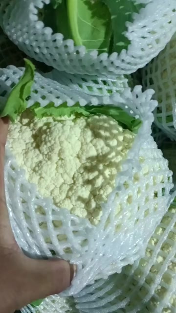 昌黎县菜花，大落价