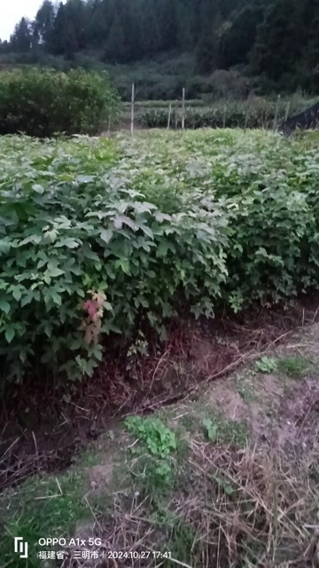 清流县枫香树