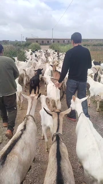 威宁县买卖山羊