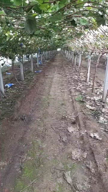 安丘市阳光玫瑰，产地，量大，价格优惠，糖度高