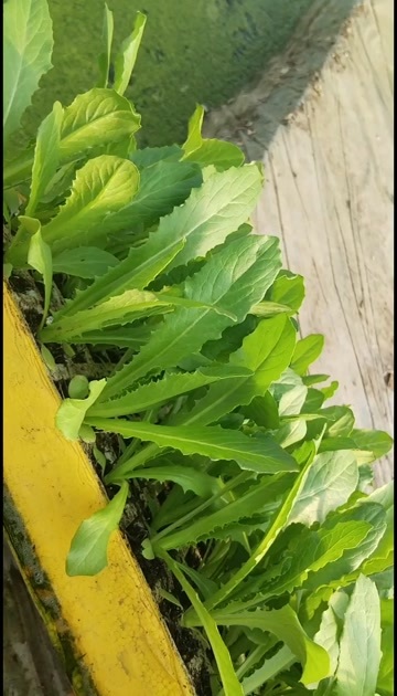 通海县云南通海新鲜贡菜苗 高品质蔬菜种苗批发供应