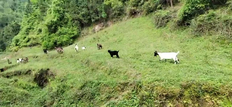 永顺县羊肉，活羊