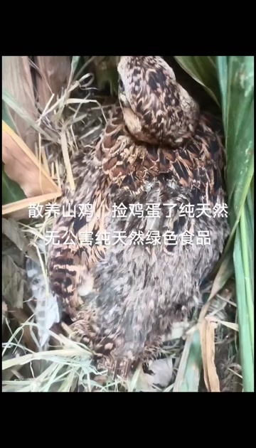 商河县山鸡蛋