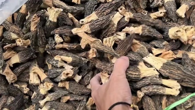 金堂县羊肚菌大个头性价比现货