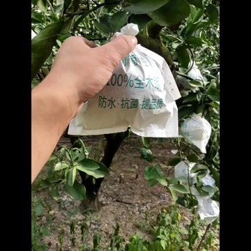 平和县翡翠葡萄柚，果味浓皮肤好甜甜果汁又多