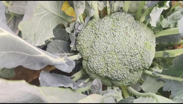 临邑县耐寒优秀西兰花