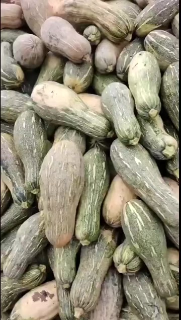 养殖南瓜，八成黄密本南瓜大量供应