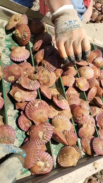 唐山扇贝，港湾贝