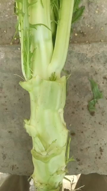 忻州山西忻州优质芥菜头棒菜 产地直销鲜嫩口感