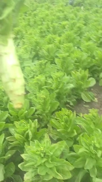 宿州莴笋