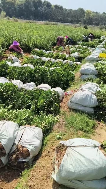 丰城市油茶苗木两年裸根苗，营养杯苗，长林全系列产品