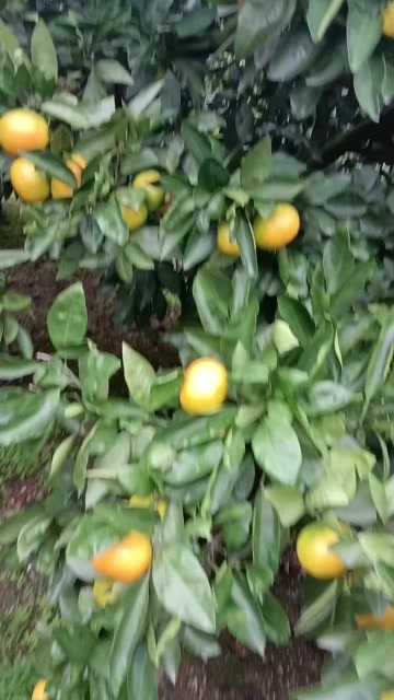蜜桔