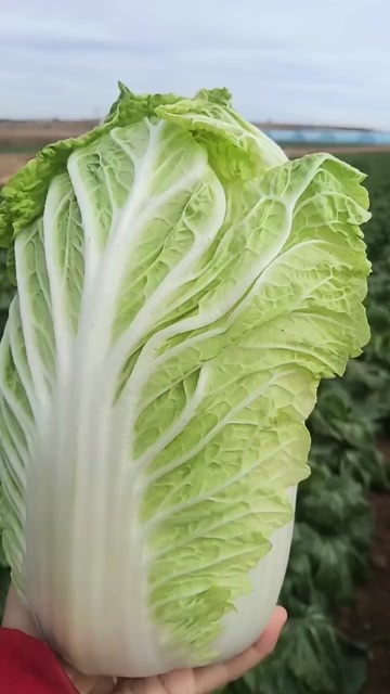 宁城县黄心大白菜