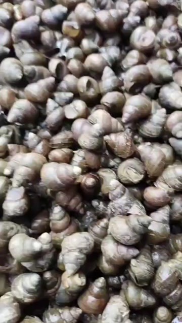 绍兴脆螺