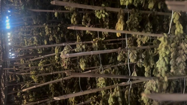 哈密新疆葡萄干北巨王