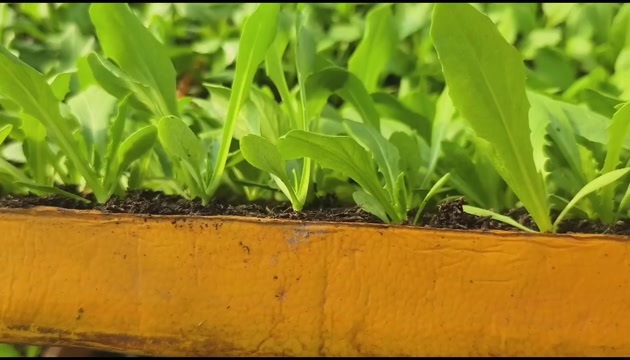 嵩明县精品意大利，油麦菜种苗