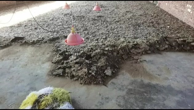 兴城市鸡粪