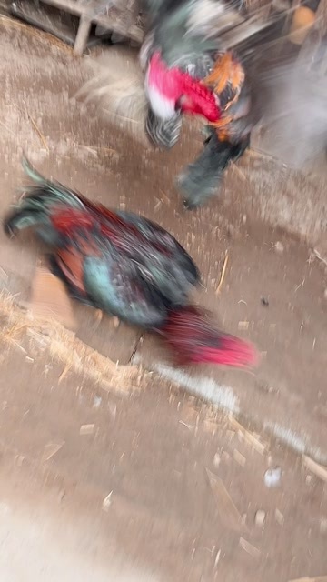 嘉祥县斗鸡6-7斤越南斗鸡土炮