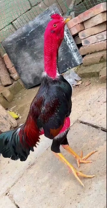 嘉祥县斗鸡越南斗鸡泰国斗鸡斗鸡种苗斗鸡养殖